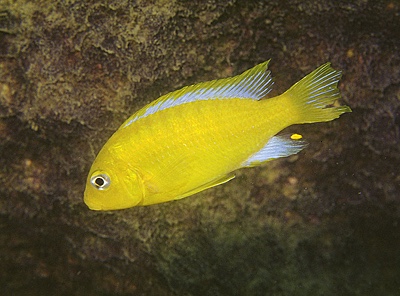 Maylandia barlowi 'Maleri Island'